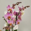 Base orquídeas